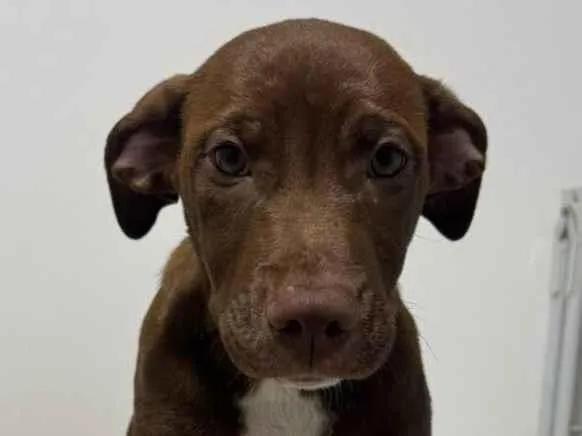 Cachorro raça SRD-ViraLata idade 2 a 6 meses nome mel