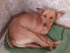 Cachorro raça SRD-ViraLata idade 4 anos nome Sonia Regina 