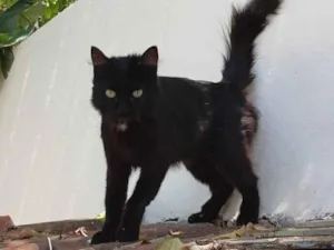 Gato raça SRD-ViraLata idade 1 ano nome Black