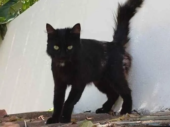 Gato raça SRD-ViraLata idade 1 ano nome Black