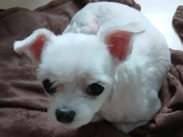 Cachorro raça Maltês idade 6 ou mais anos nome lupi