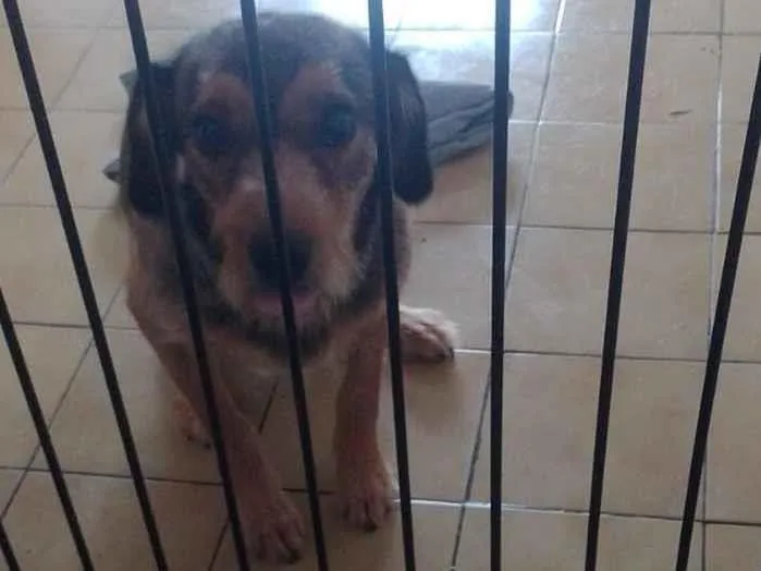 Cachorro raça SRD-ViraLata idade 1 ano nome lua 