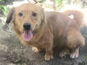 Cachorro raça SRD-ViraLata idade 1 ano nome Xico