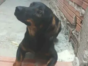 Cachorro raça SRD-ViraLata idade 1 ano nome Ragnar 