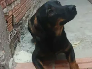 Cachorro raça SRD-ViraLata idade 1 ano nome Ragnar 