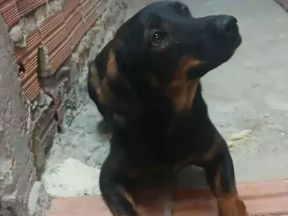 Cachorro raça SRD-ViraLata idade 1 ano nome Ragnar 