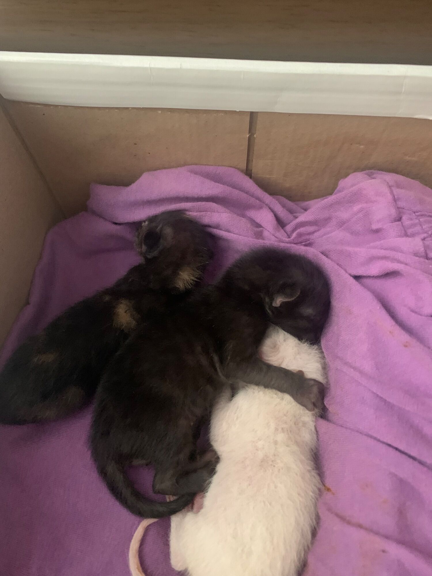 3 gatinhos  - Vitória