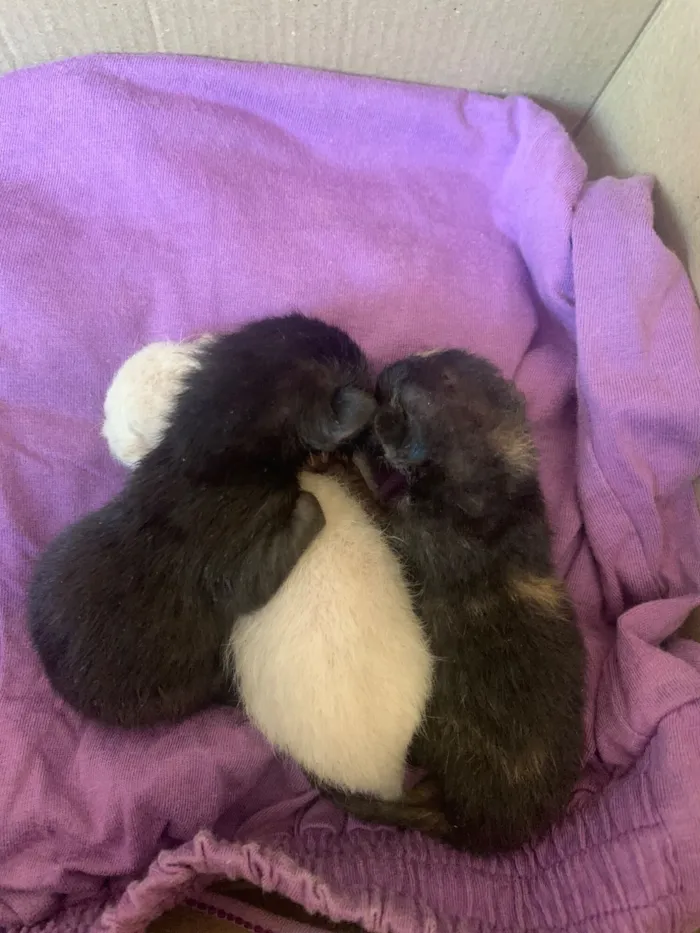 Gato raça SRD-ViraLata idade Abaixo de 2 meses nome 3 gatinhos 