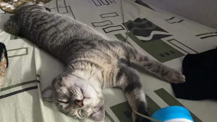 Gato raça SRD-ViraLata idade 7 a 11 meses nome millie