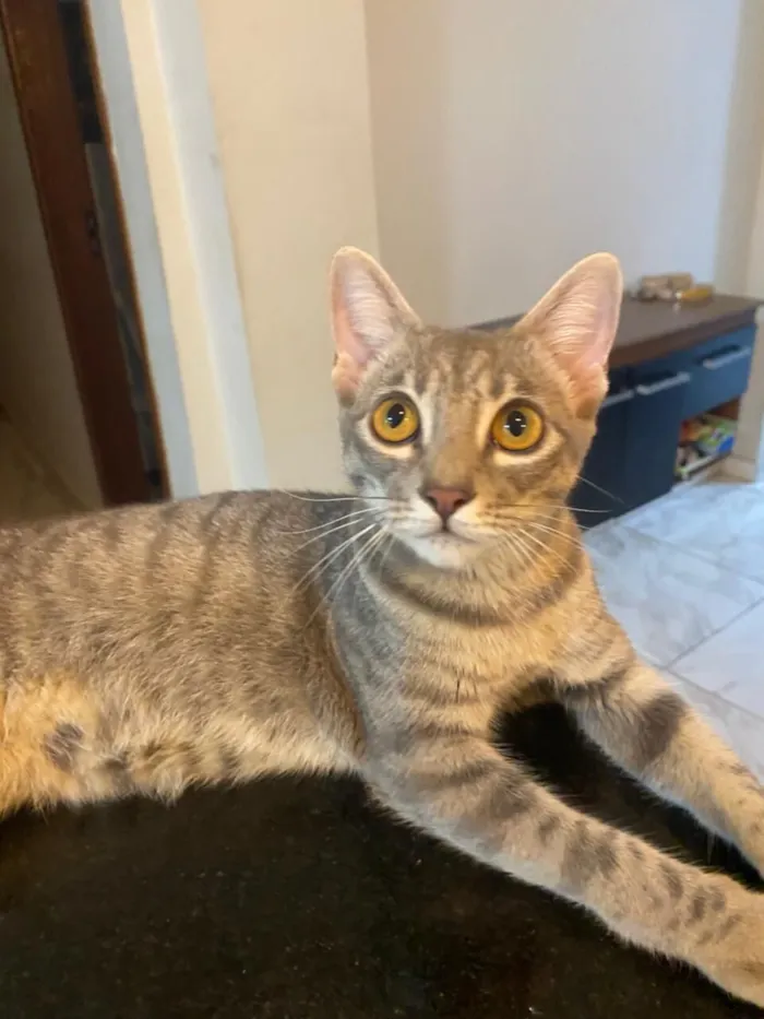 Gato raça SRD-ViraLata idade 7 a 11 meses nome millie