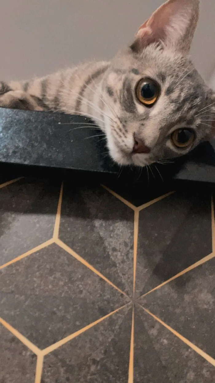 Gato raça SRD-ViraLata idade 7 a 11 meses nome millie