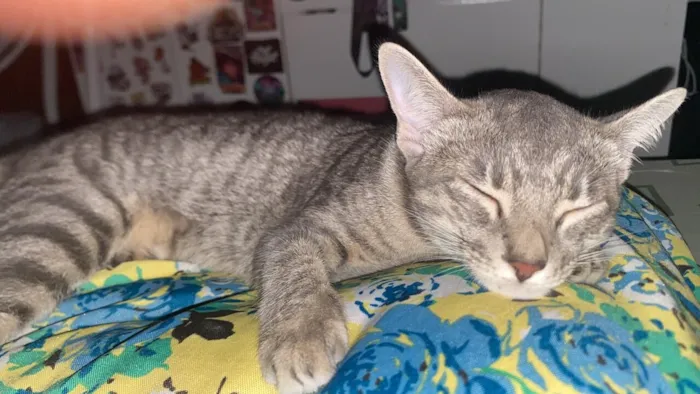 Gato raça SRD-ViraLata idade 7 a 11 meses nome millie