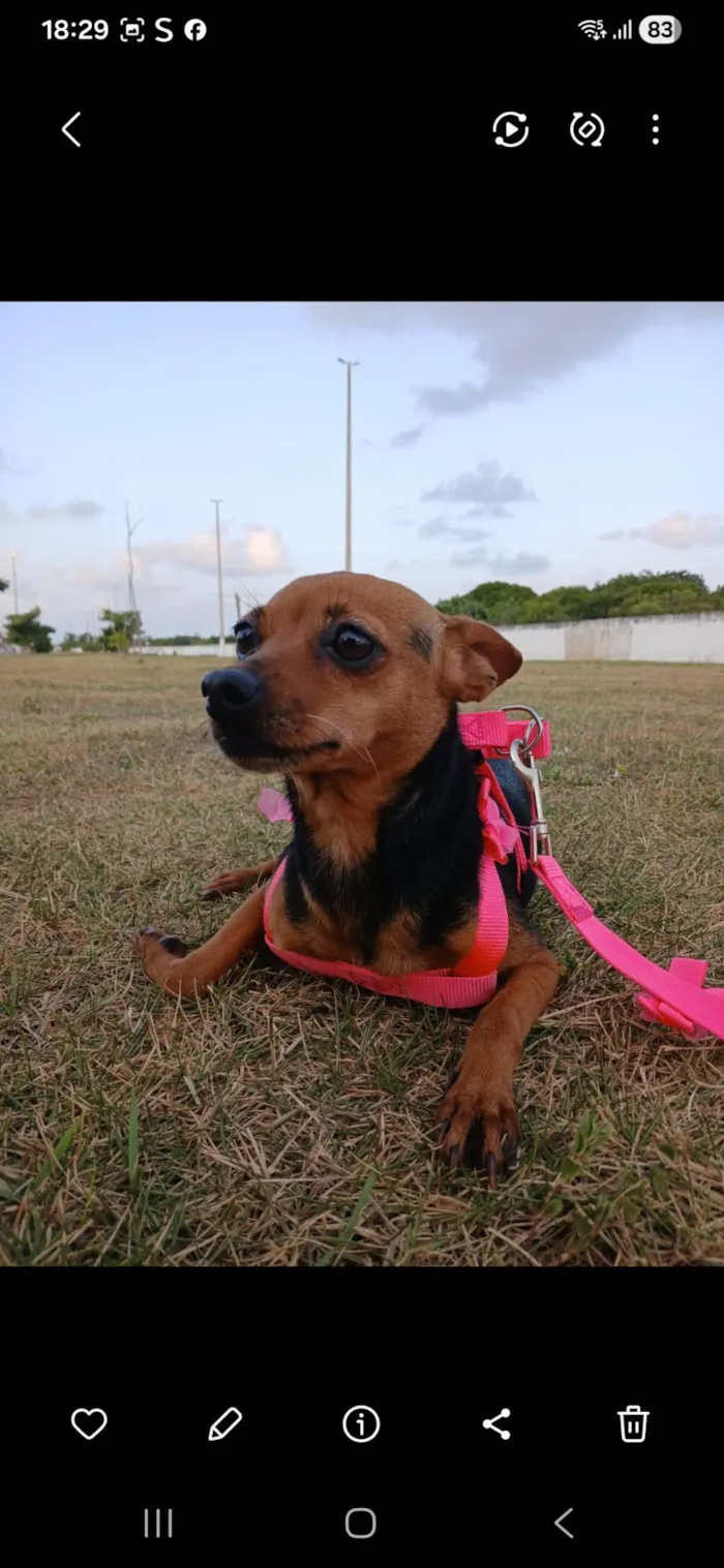 Cachorro raça Pinscher idade 6 ou mais anos nome mel