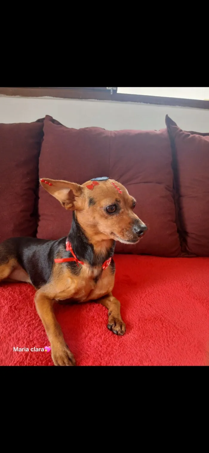 Cachorro raça Pinscher idade 6 ou mais anos nome mel