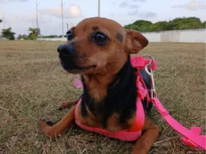 Cachorro raça Pinscher idade 6 ou mais anos nome mel