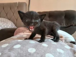 Gato raça SRD-ViraLata idade Abaixo de 2 meses nome Gatinhos Fofinhos 