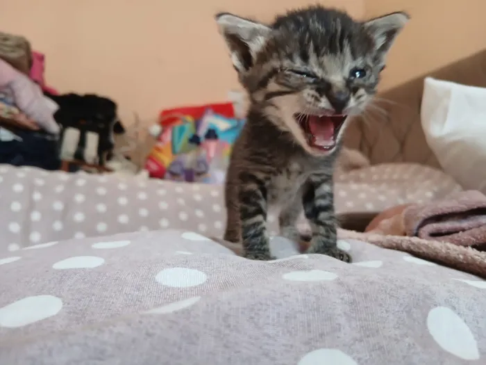 Gato raça SRD-ViraLata idade Abaixo de 2 meses nome Gatinhos Fofinhos 