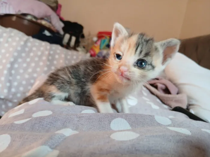 Gato raça SRD-ViraLata idade Abaixo de 2 meses nome Gatinhos Fofinhos 