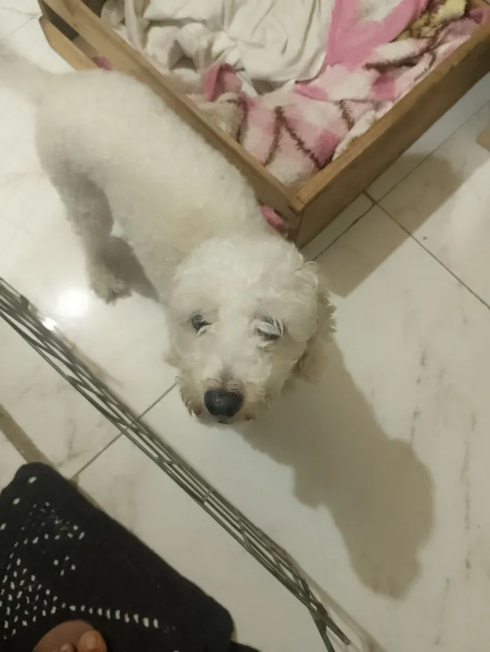 Cachorro raça Poodle idade 4 anos nome tobi
