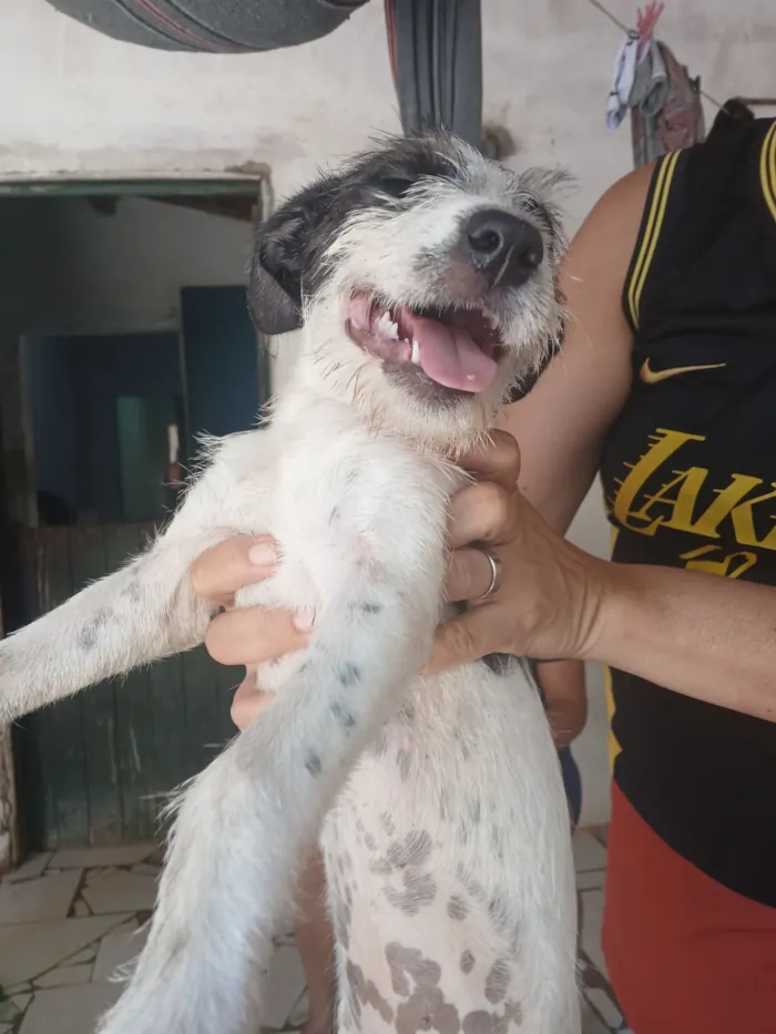 Cachorro raça SRD-ViraLata idade 2 a 6 meses nome manchinha 