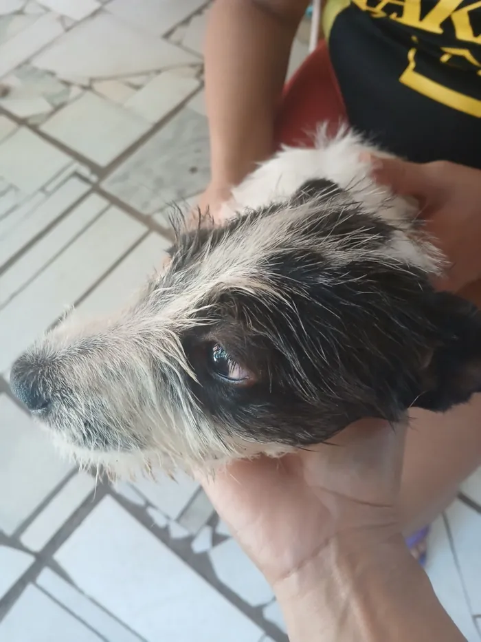 Cachorro raça SRD-ViraLata idade 2 a 6 meses nome manchinha 