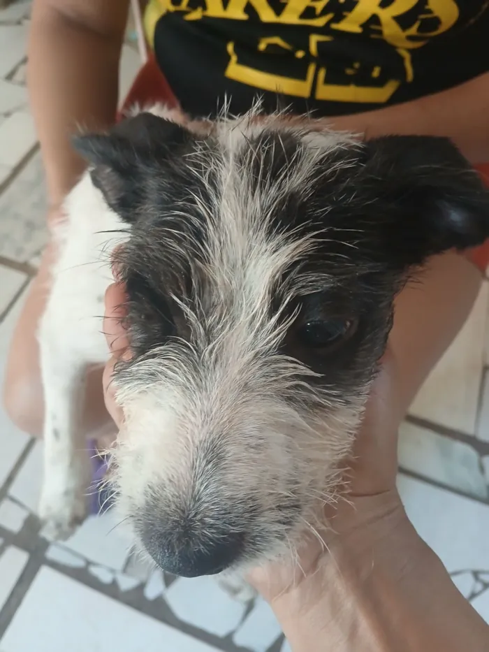 Cachorro raça SRD-ViraLata idade 2 a 6 meses nome manchinha 