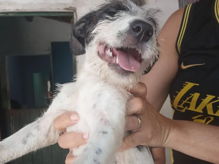 Cachorro raça SRD-ViraLata idade 2 a 6 meses nome manchinha 