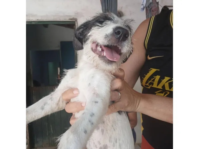 Cachorro raça SRD-ViraLata idade 2 a 6 meses nome manchinha 
