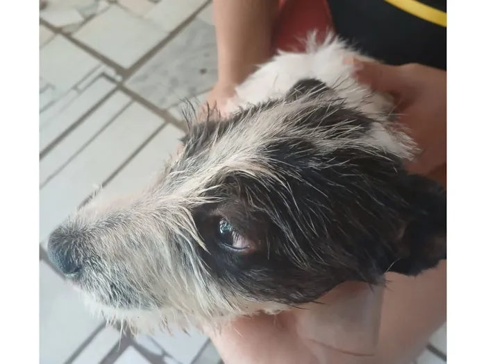 Cachorro raça SRD-ViraLata idade 2 a 6 meses nome manchinha 