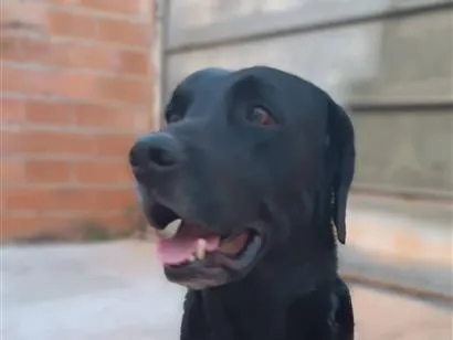 Cachorro raça Labrador idade 6 ou mais anos nome zeus