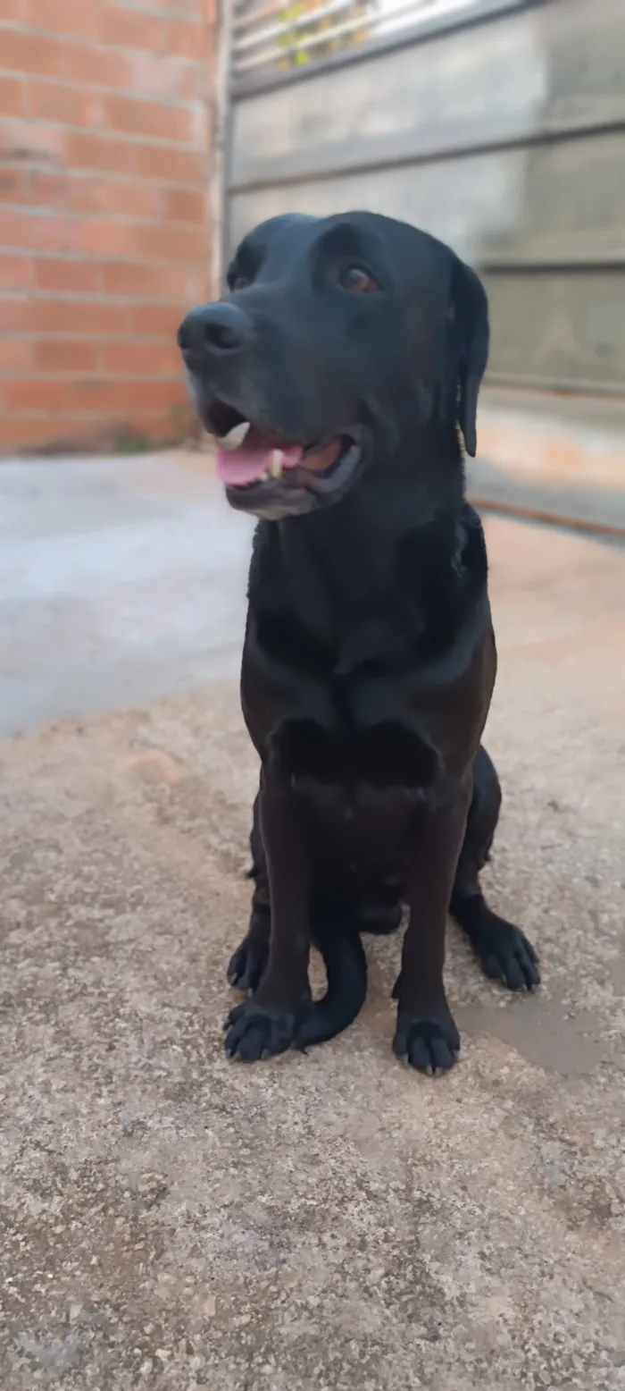 Cachorro raça Labrador idade 6 ou mais anos nome zeus
