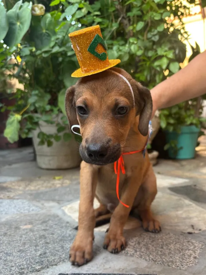 Cachorro raça SRD-ViraLata idade 2 a 6 meses nome Bento 