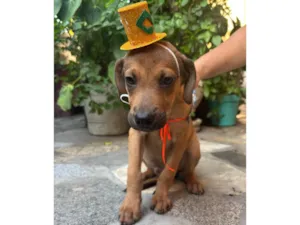 Cachorro raça SRD-ViraLata idade 2 a 6 meses nome Bento 