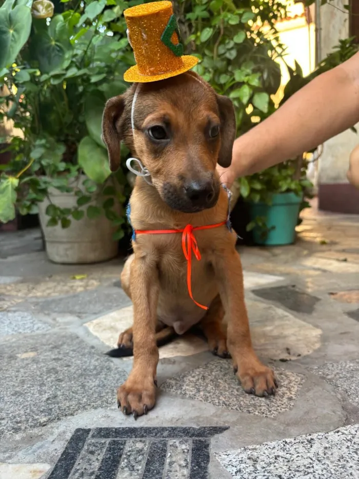 Cachorro raça SRD-ViraLata idade 2 a 6 meses nome Bento 