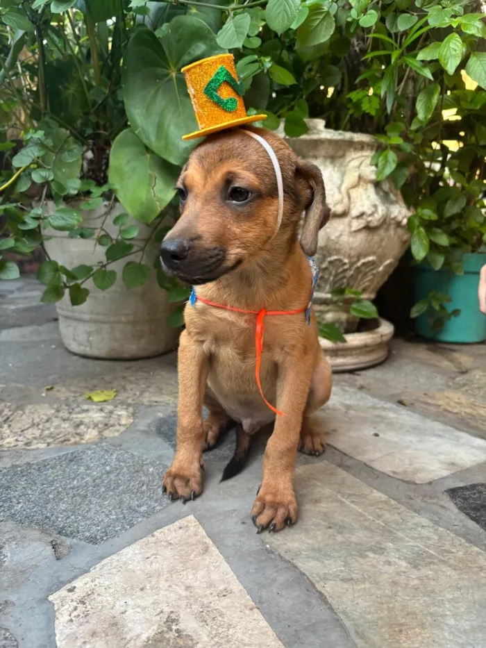 Cachorro raça SRD-ViraLata idade 2 a 6 meses nome Bento 