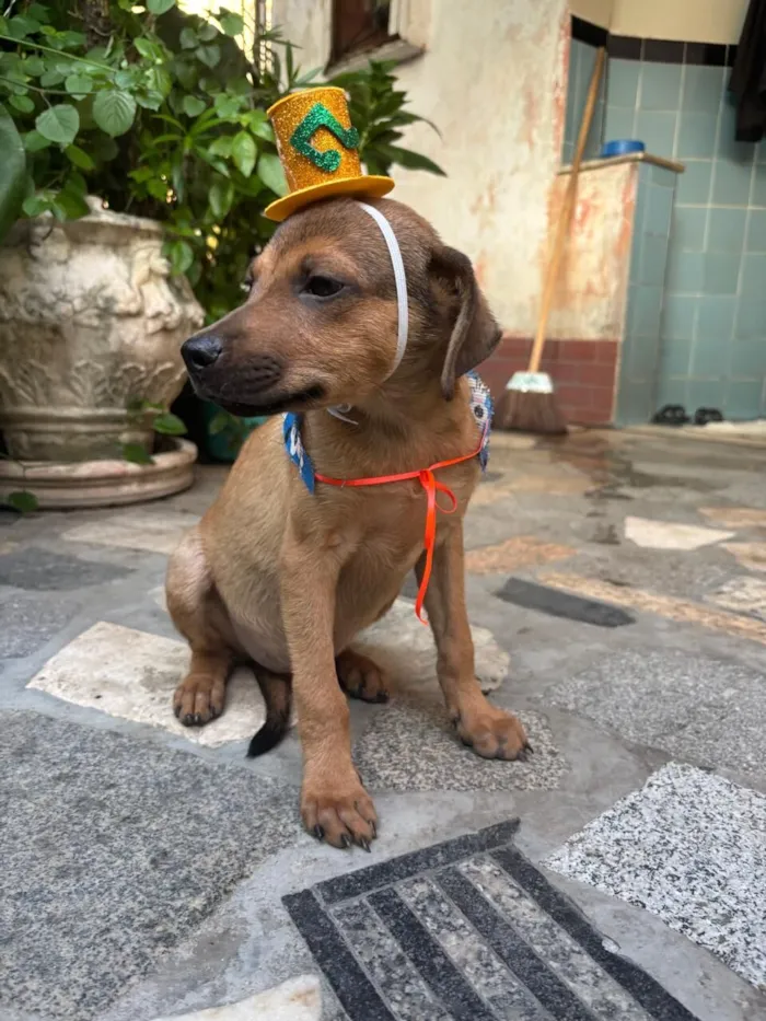 Cachorro raça SRD-ViraLata idade 2 a 6 meses nome Bento 