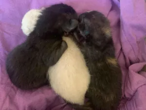 Gato raça SRD-ViraLata idade Abaixo de 2 meses nome 3 gatinhos 