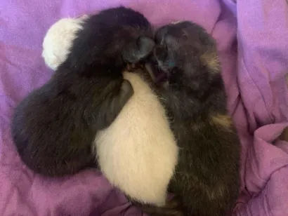 Gato raça SRD-ViraLata idade Abaixo de 2 meses nome 3 gatinhos 