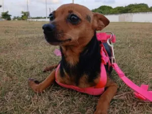 Cachorro raça Pinscher idade 6 ou mais anos nome Mel 