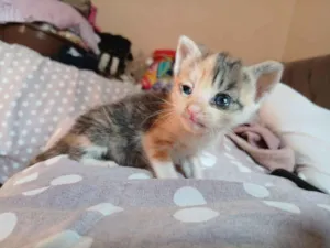 Gato raça SRD-ViraLata idade Abaixo de 2 meses nome Gatinhos Fofinhos 