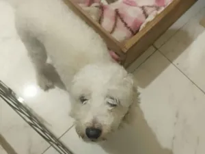 Cachorro raça Poodle idade 4 anos nome tobi