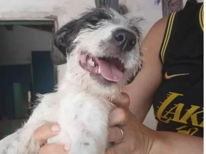 Cachorro raça SRD-ViraLata idade 2 a 6 meses nome manchinha 