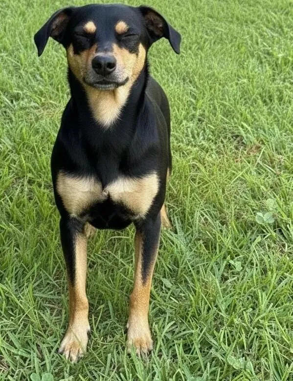 Cachorro raça SRD-ViraLata idade 3 anos nome Guri (Gurizinho)