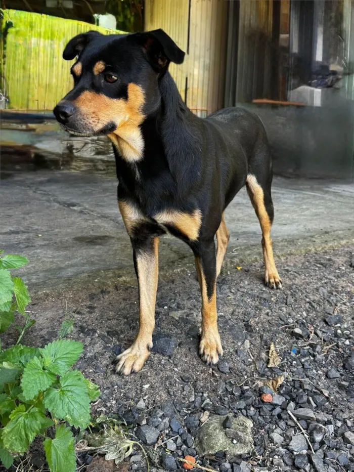 Cachorro raça SRD-ViraLata idade 3 anos nome Guri (Gurizinho)