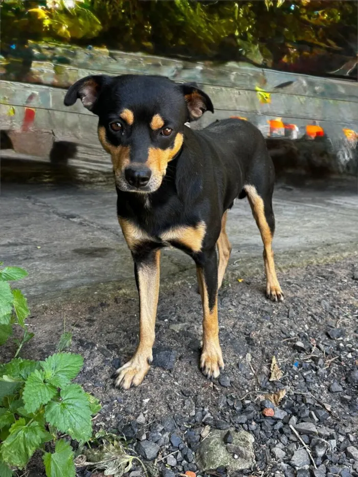 Cachorro raça SRD-ViraLata idade 3 anos nome Guri (Gurizinho)