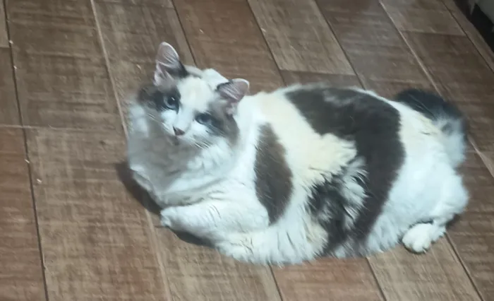 Gato raça Maine Coon idade 6 ou mais anos nome Fedora 