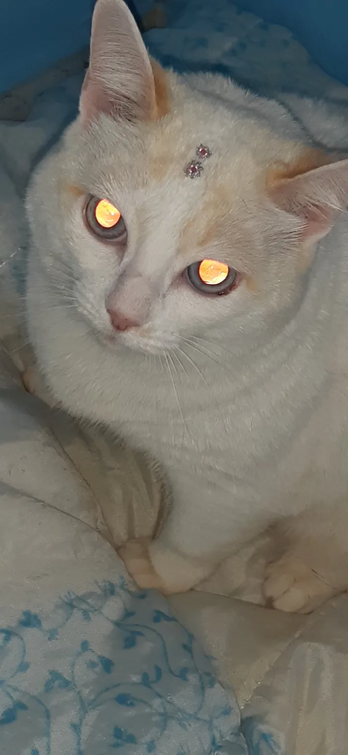 Gato raça SRD-ViraLata idade 4 anos nome Neneca