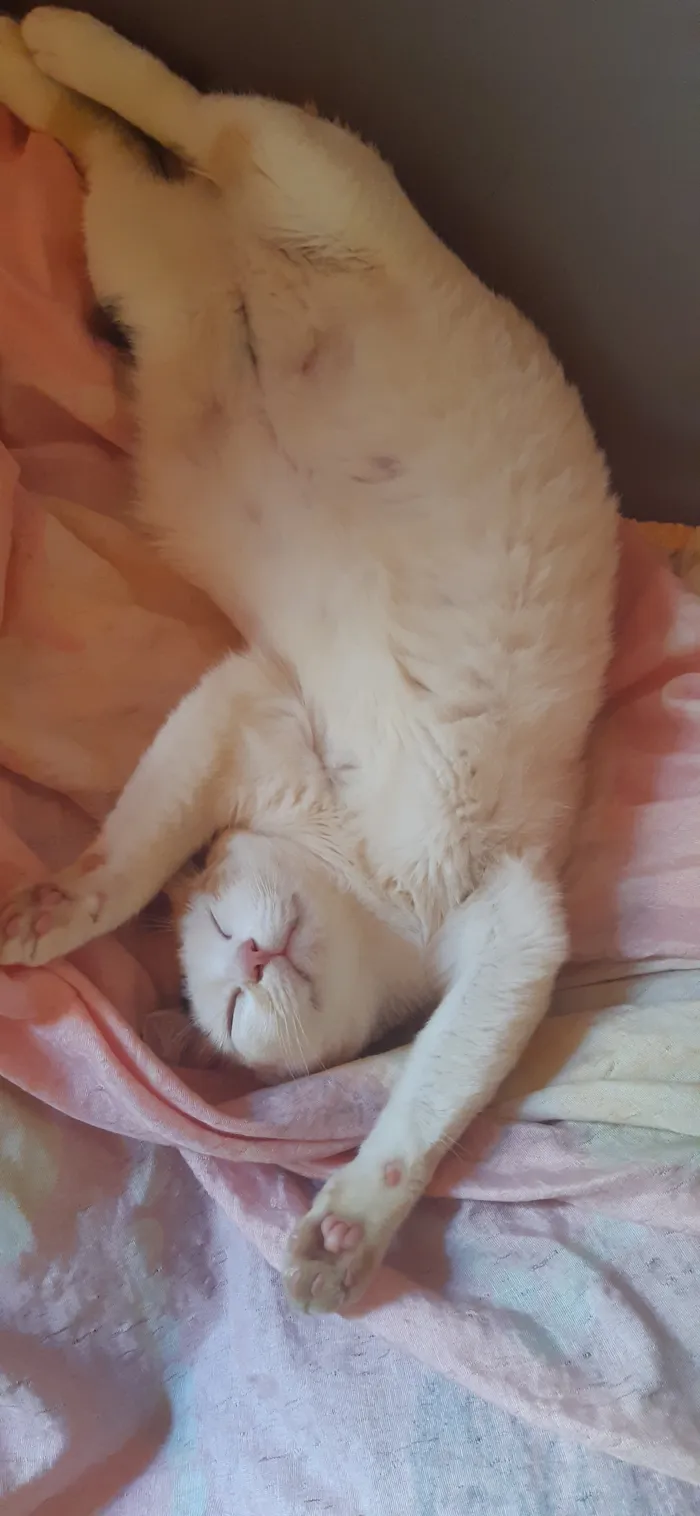 Gato raça SRD-ViraLata idade 4 anos nome Neneca