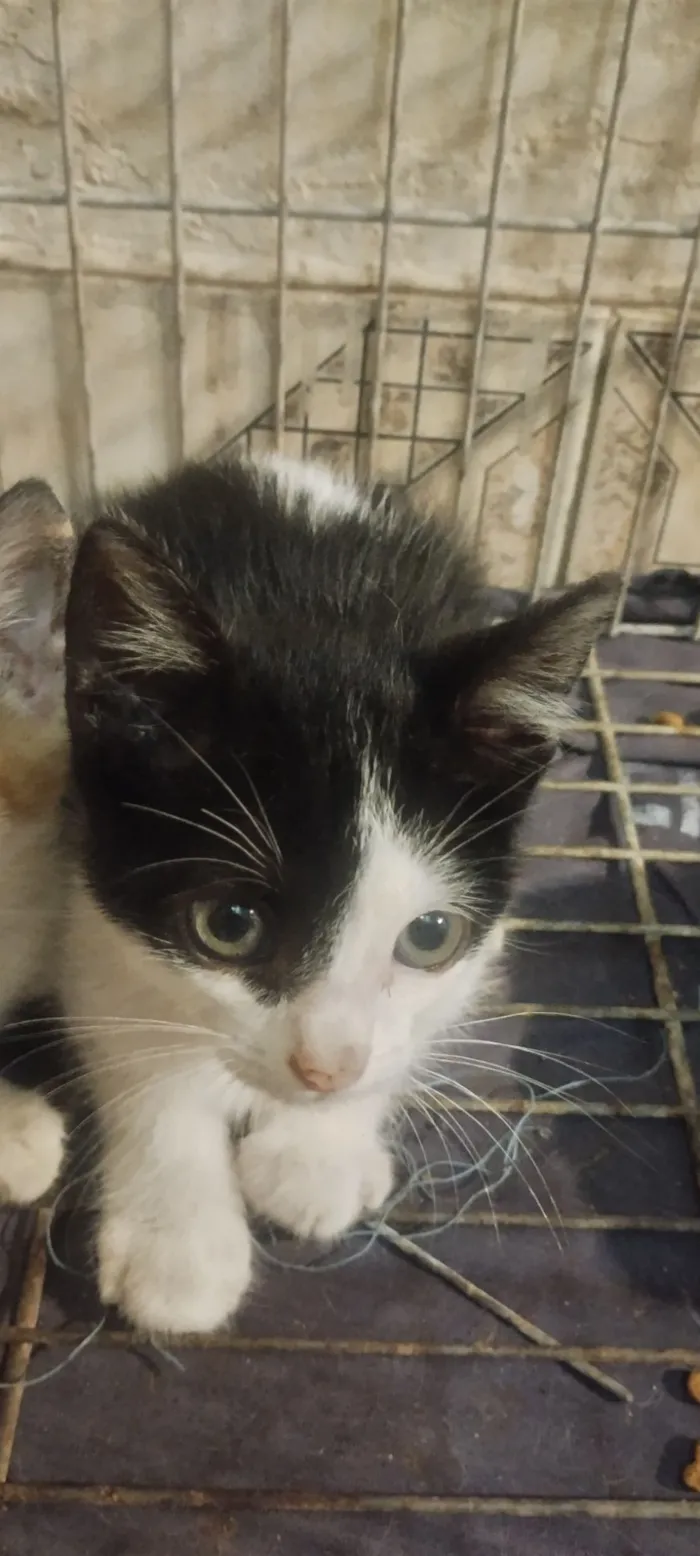 Gato raça SRD-ViraLata idade 2 a 6 meses nome Sem nome