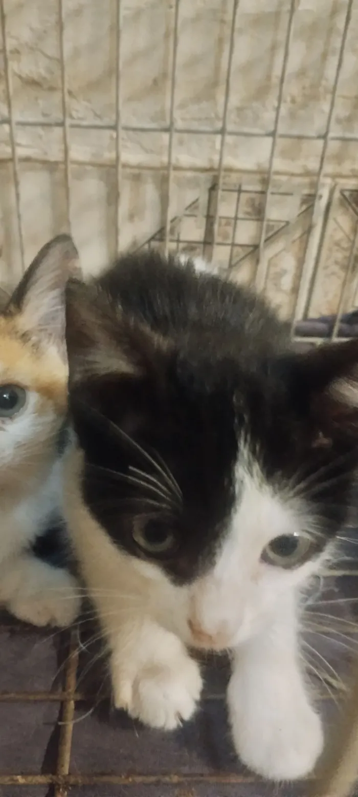 Gato raça SRD-ViraLata idade 2 a 6 meses nome Sem nome